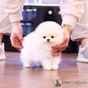 Photo №1. spitz nain - à vendre en ville de Los Angeles | 425€ | Annonce №135454