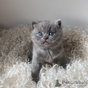 Photo №2 de l'annonce № 43853 de la vente british shorthair - acheter à USA annonce privée