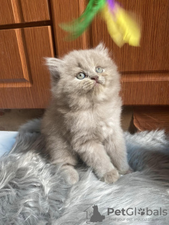 Photo №1. british longhair - à vendre en ville de Штутгарт | 300€ | Annonce № 109691