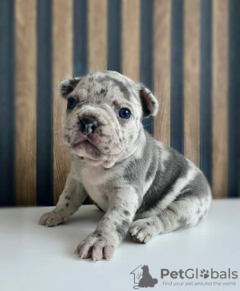 Photo №1. bulldog anglais, bouledogue - à vendre en ville de Leipzig | négocié | Annonce №86359