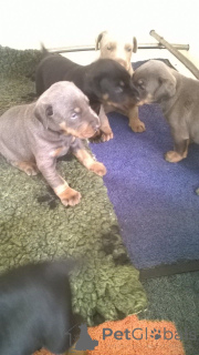 Photo №3. Chiots Dobermann. Belgique