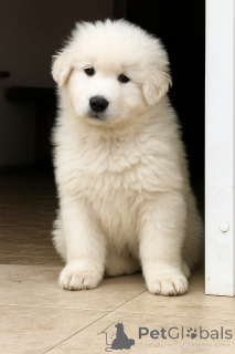 Photo №1.  - à vendre en ville de Kiev | négocié | Annonce №146698