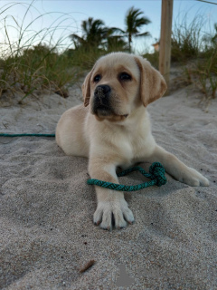 Photo №3. Cœur fort, âme douce.. La finlande