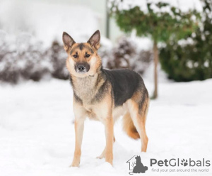 Photo №2 de l'annonce № 30293 de la vente chien bâtard - acheter à Fédération de Russie annonce privée