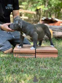 Photo №3. Bully américain avec poche en vente. Fédération de Russie