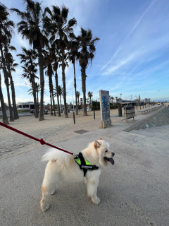 Photo №2 de l'annonce № 147039 de la vente chow-chow - acheter à Espagne 