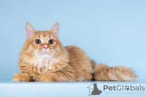 Photo №4. Je vais vendre  en ville de Khimki. de l'abri - prix - Gratuit