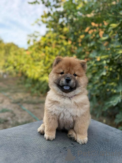 Photo №3. Chiots Chow-Chow. Serbie