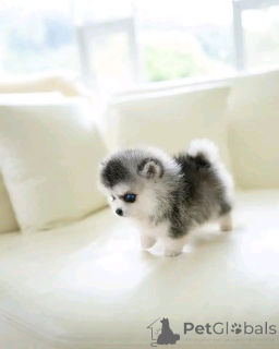 Photo №3. Sibérien Husky prêt pour la réhomation. USA