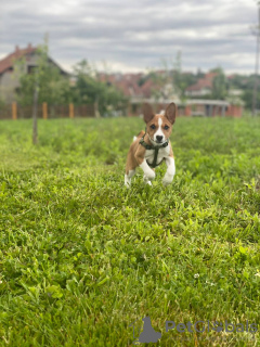 Photos supplémentaires: Chiots Basenji à vendre