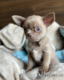 Photo №2 de l'annonce № 168257 de la vente chihuahua - acheter à Danemark annonce privée