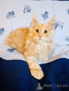 Photos supplémentaires: Un garçon de chaton chic