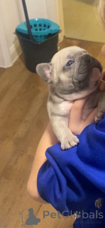 Photo №1. bouledogue - à vendre en ville de Tennessee City | 484€ | Annonce №161238