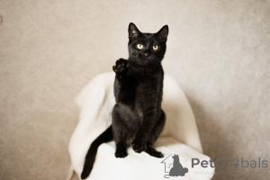 Photo №4. Je vais vendre  en ville de Minsk.  - prix - Gratuit