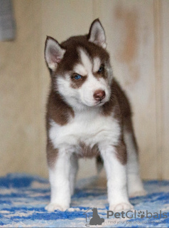 Photo №2 de l'annonce № 13380 de la vente husky de sibérie - acheter à Fédération de Russie éleveur