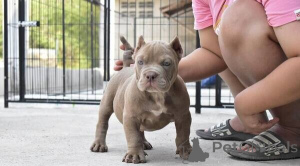 Photo №2 de l'annonce № 169886 de la vente american pit bull terrier - acheter à Bahrein 