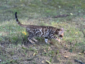 Photo №1. bengal - à vendre en ville de Флоренция | négocié | Annonce № 40290