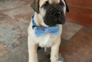 Photo №4. Je vais vendre bullmastiff en ville de Forssa. éleveur - prix - Gratuit