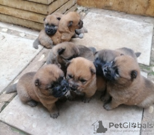 Photo №3. Kauniita puhdasrotuisia chow chow narttuja ja uroksia adoptoitavaksi. La finlande