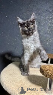 Photo №1. maine coon - à vendre en ville de Ramstein-Miesenbach | 560€ | Annonce № 163692