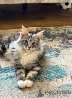 Photo №1. maine coon - à vendre en ville de Munich | 872€ | Annonce № 160418