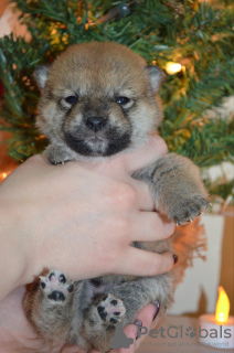 Photo №3. Chiots Shiba Inu. Serbie