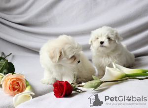 Photo №1. bichon maltais - à vendre en ville de Genève | Gratuit | Annonce №51149