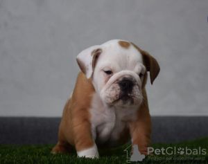 Photo №1. bulldog anglais - à vendre en ville de Нови Сад | négocié | Annonce №90126