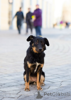 Photo №3. Mignon petit chien. Fédération de Russie