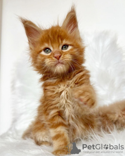 Photo №4. Je vais vendre maine coon en ville de Colorado Springs. éleveur - prix - 284€