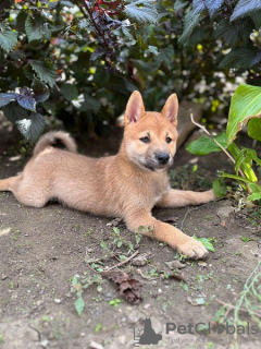 Photo №3. Chiots Shiba Inu. Serbie