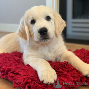 Photo №1. golden retriever - à vendre en ville de Rüdersdorf | 400€ | Annonce №123281