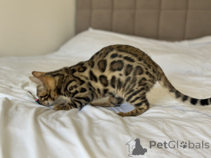 Photo №4. Je vais vendre bengal en ville de Boston. annonce privée, de la fourrière, éleveur - prix - négocié