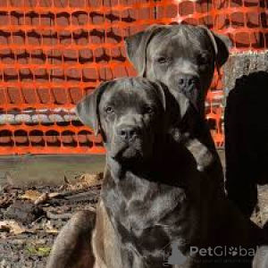 Photo №1. cane corso - à vendre en ville de Luxembourg | 1200€ | Annonce №161583