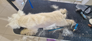 Photo №3. Westie Adoption Weekend. La Grande-Bretagne