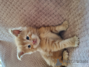 Photo №4. Je vais vendre maine coon en ville de Bruxelles.  - prix - Gratuit