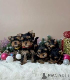 Photo №1. yorkshire terrier - à vendre en ville de Arnsberg | négocié | Annonce №166128