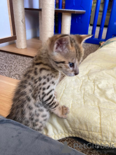 Photos supplémentaires: des chatons Caracal serval et F1 Savannah disponible