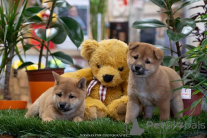 Photo №3. Chiots Shiba Inu de haute qualité. Serbie