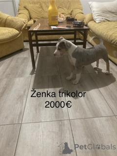 Photo №1. bull terrier - à vendre en ville de Ruma | négocié | Annonce №158022