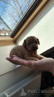 Photo №3. Deux caniches nains femelle et un mâle, abricot foncé. Serbie