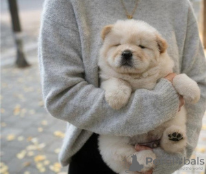 Photo №1. chow-chow - à vendre en ville de Rome | 350€ | Annonce №110943