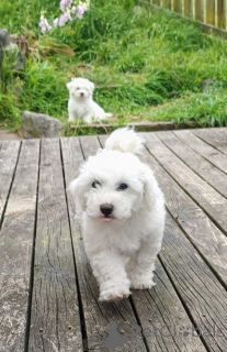 Photo №4. Je vais vendre bichon à poil frisé en ville de Ventre. annonce privée - prix - négocié