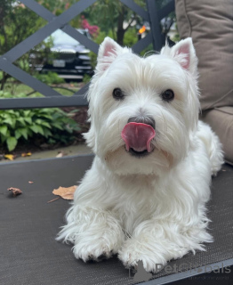 Photo №1. west highland white terrier - à vendre en ville de Swindon | Gratuit | Annonce №144432