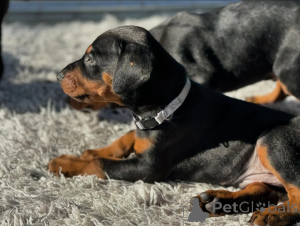 Photo №3. Adorables chiots Doberman Pinscher Doberman disponibles et prêts pour une. Albanie