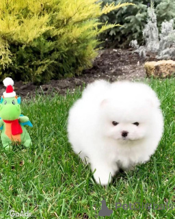 Photo №2 de l'annonce № 135149 de la vente spitz nain - acheter à Allemagne annonce privée