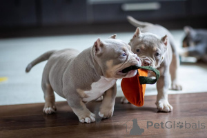 Photo №2 de l'annonce № 147468 de la vente american bully - acheter à Allemagne annonce privée