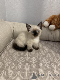 Photo №1. munchkin - à vendre en ville de Remscheid | 350€ | Annonce № 173637