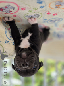 Photo №4. Je vais vendre staffordshire bull terrier en ville de Zagreb. éleveur - prix - négocié