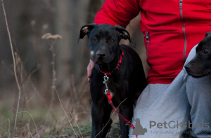 Photos supplémentaires: Acheter un chiot American Pit Bull Terrier en Ukraine